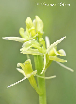 Liparis loeselii - Groenknolorchis