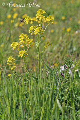 Barbarea vulgaris - gewoon barbarakruid