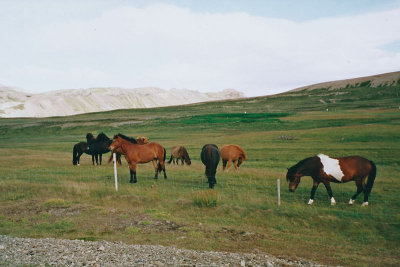 IJslandse paardjes