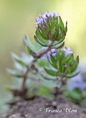 Sherardia arvensis - Blauwe walstro