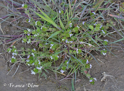 Sherardia arvensis - Blauwe walstro