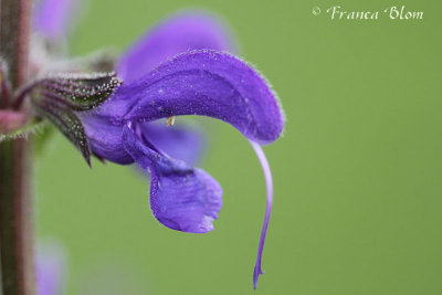 Salvia pratensis - veldsalie
