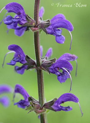 Salvia pratensis - veldsalie