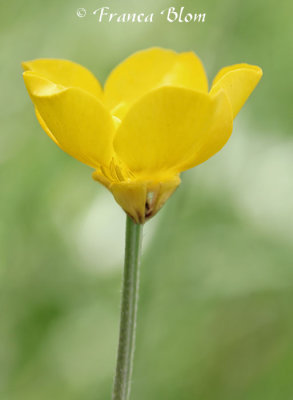 Ranunculus bulbosus - Knolboterbloem