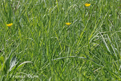 Ranunculus bulbosus - Knolboterbloem