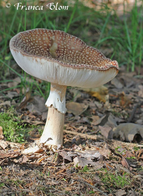 Amanita rubescens - Parelamaniet