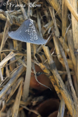 Coprinus spec. - Inktzwam spec.