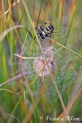 Argiope bruennichi - Wespenspin