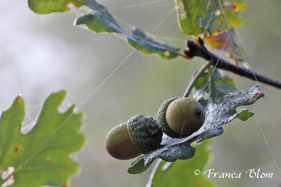Quercus robur - Zomereik 