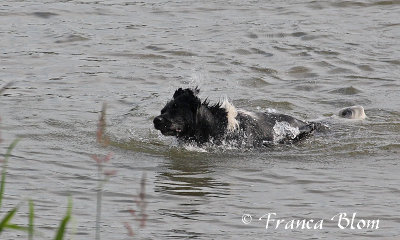 Uitschudden IN het water