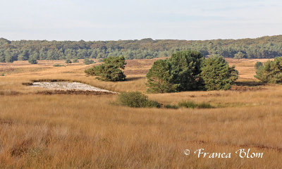 Asselse heide