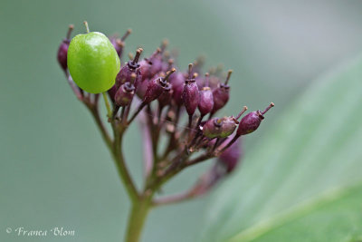 Cornus spec. - Kornoelje