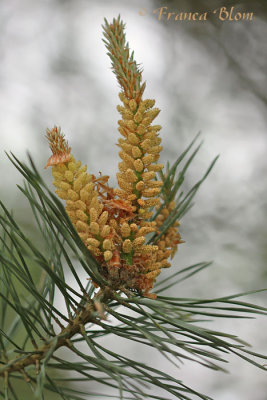 Pinus sylvestris - Grove den