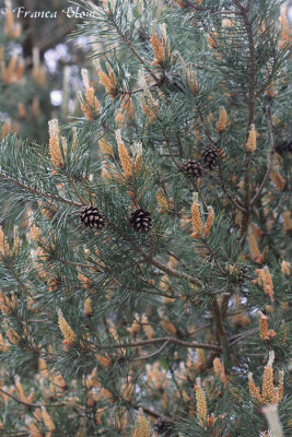 Pinus sylvestris - Grove den