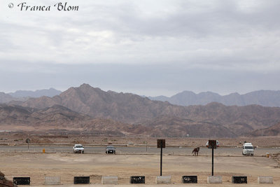Taxi- en paardenparkeerplaats Dahab