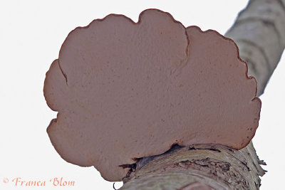 Piptoporus betulinus - onderkant berkenzwam