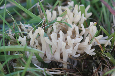 Clavulinopsis corniculata - Sikkelkoraalzwam