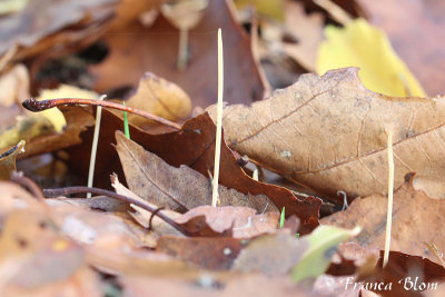 Macrotyphula juncea - draadknotszwam