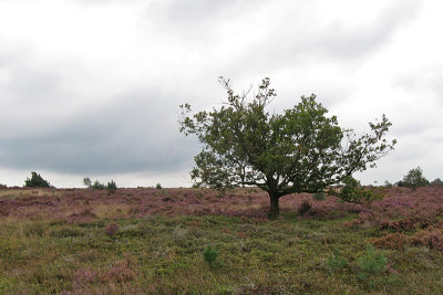 Sallandse heuvelrug