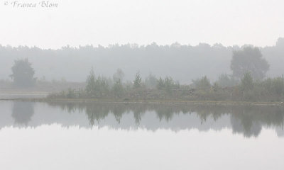 Mistig ven met weerspiegeling