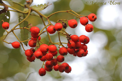Sorbus spec. - Lijsterbes