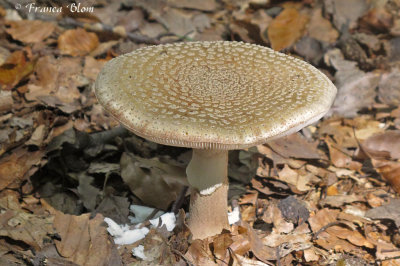 Amanita rubesens - Parelamaniet