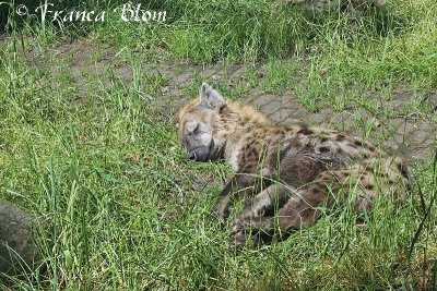 Slapende hyena
