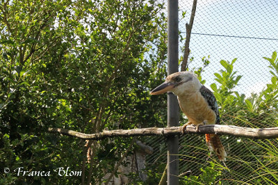 Blauwvleugel kookaburra