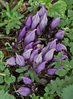 Planten blauw/paars - Plants blue/violet