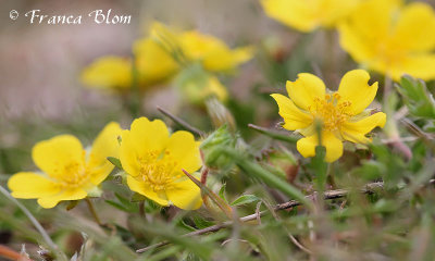 Potentilla tabernaemontani - Voorjaarsganzerik