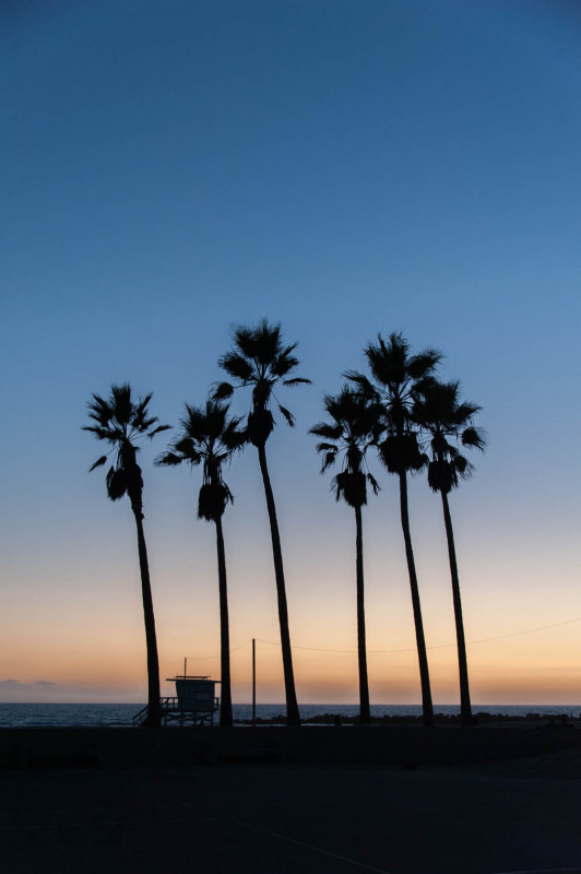 Lifeguard House and Palms