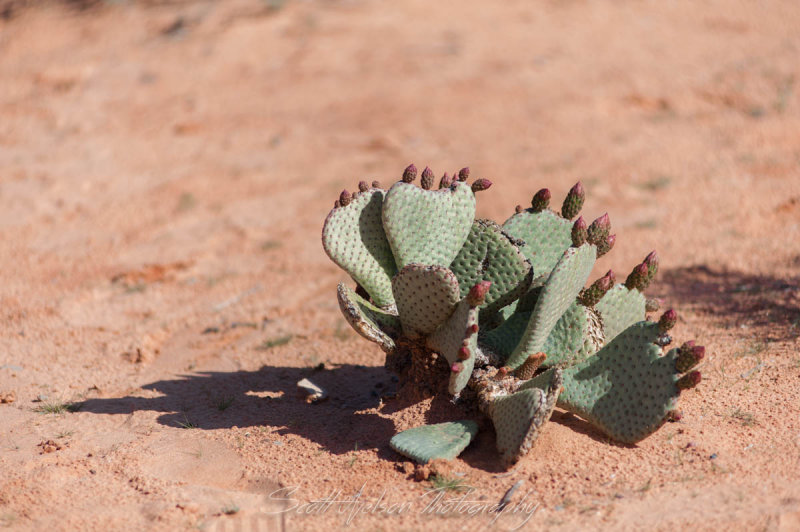 Cactus