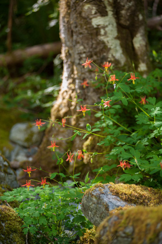 Wild Flower, a bunch