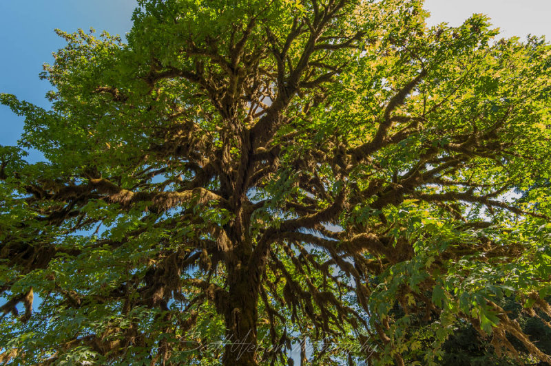 Moss Covered Maple Tree
