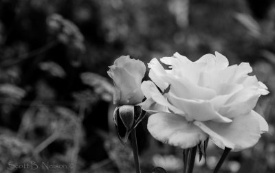 Roses