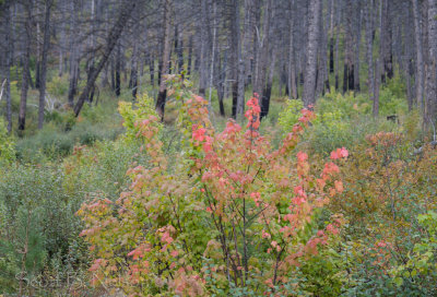 Burning colored leaves and burnt trees, Kootenai Game Reserve Bonners Ferry, Idaho