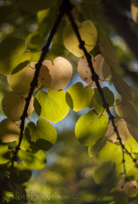 Seattle Arboretum