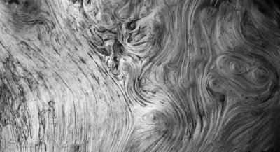 Driftwood Lines