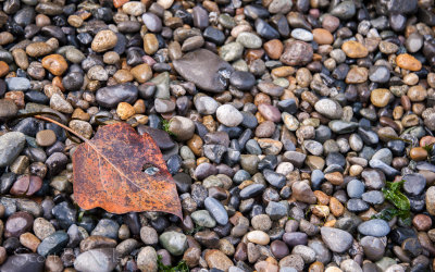 Leaf and Rocks