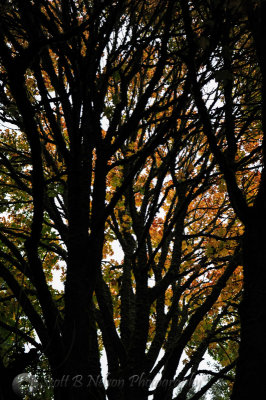 Background Color Lincoln Park West Seattle