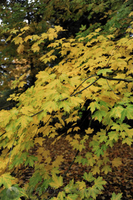 Golden Leaves Lincoln Park West Seattle