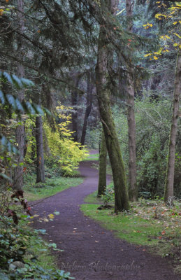 Winding Path, Lincoln Park West Seattle