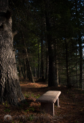 Bench in the Pines