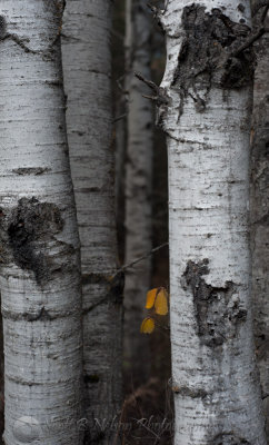Last Fall Leaves