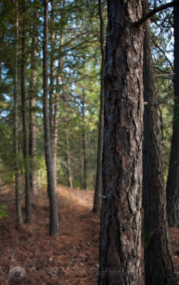Path in the Pines, Northern Idaho