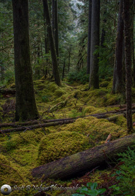 Gray Wolf River Enchanted