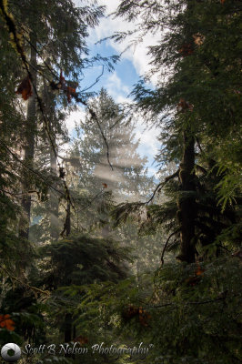 Gray Wolf River Fog Thru Trees