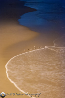 Birds on Shore Venice Beach