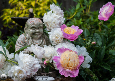 Buddha Loves Peonies
