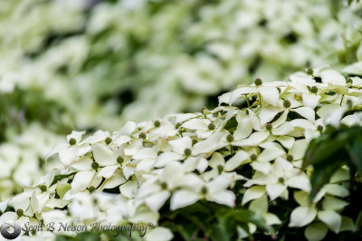 Kornus Kousa Dogwood